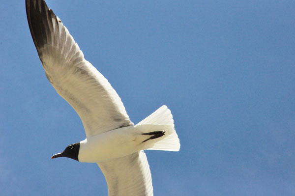 bird